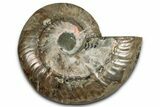 Cut & Polished Ammonite Fossil (Half) - Madagascar #354192-1